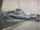 Crocodile naissant